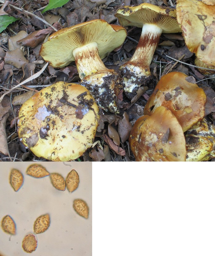 cortinarius